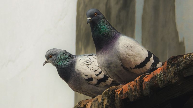 Entenda os mitos sobre os riscos dos pombos para a saúde humana
