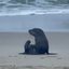 Foto de lobo-marinho na Praia do Tombo