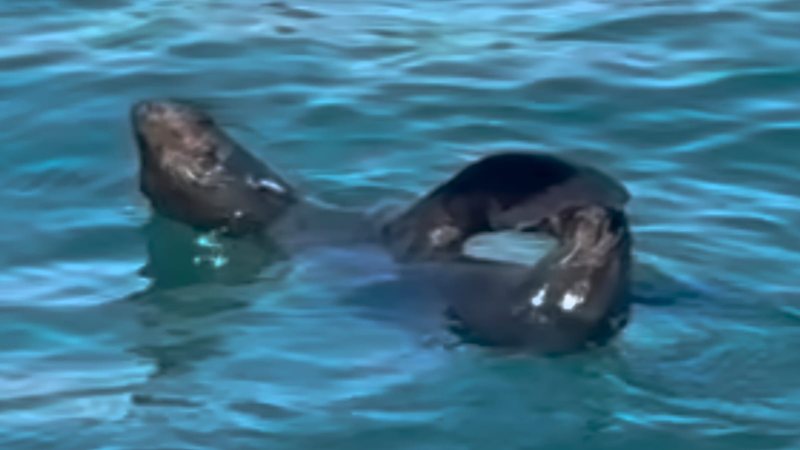 Filhote de lobo-marinho surpreende ao aparecer em praia de Ilhabela