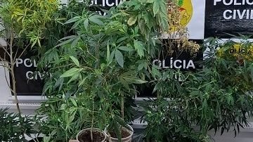 Foto de apreensão da Polícia Civil