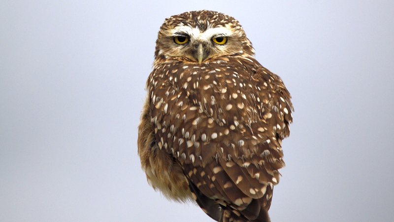 Papagaio, coruja e cobra: saiba quais animais silvestres ter em casa