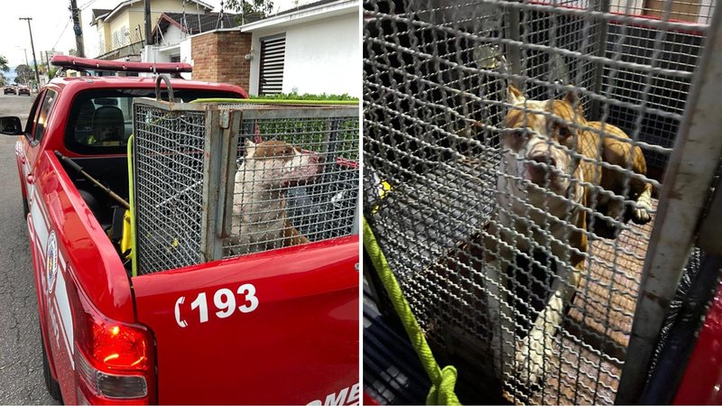 Pitbull ataca outro cão e acaba recolhido pelo Corpo de Bombeiros no litoral norte de SP
