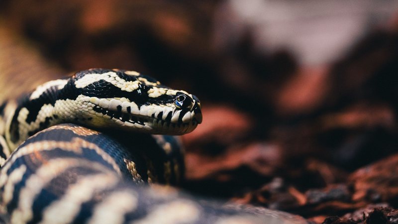 Por que as serpentes não piscam? Veja cinco fatos curiosos sobre o animal