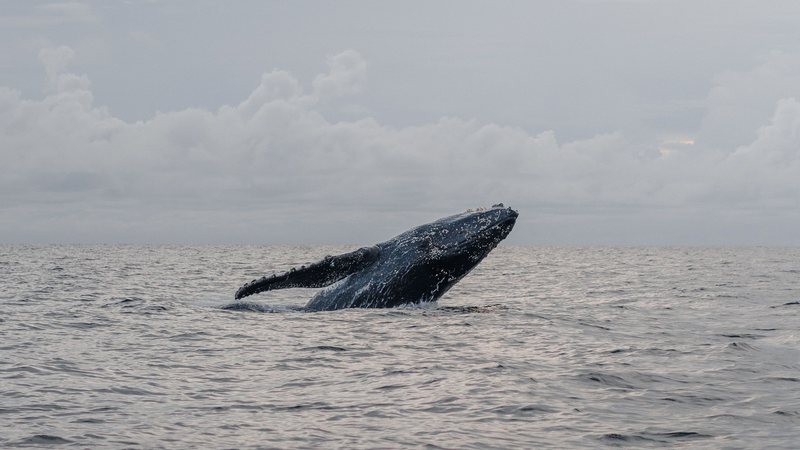 Redes de pesca e embarcações colocam baleias em risco durante a migração