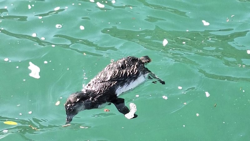 Dois pinguins debilitados são encontrados em praia de Ilhabela