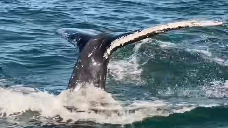 Três baleias-jubarte encantam turistas durante passeio em Ilhabela