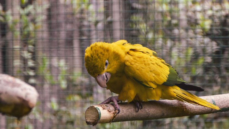 Ave considerada símbolo do Brasil pode ser criada em casa