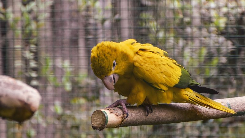 Vai adotar um animal silvestre? Veja cuidados antes de levar para casa