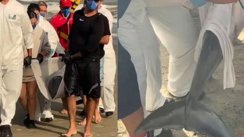 Foto de golfinho