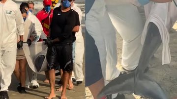 Foto de golfinho