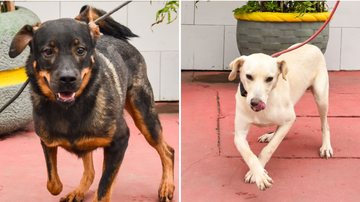 Cães que aguardam adoção em São Vicente