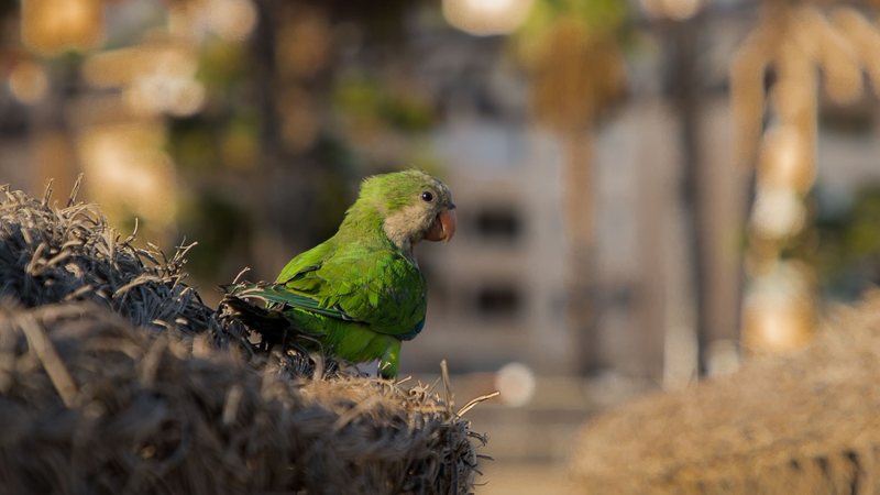 Caturrita como pet: saiba como cuidar e adquirir a ave
