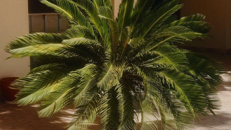 Cica pode ser fatal para pets; entenda os riscos da planta