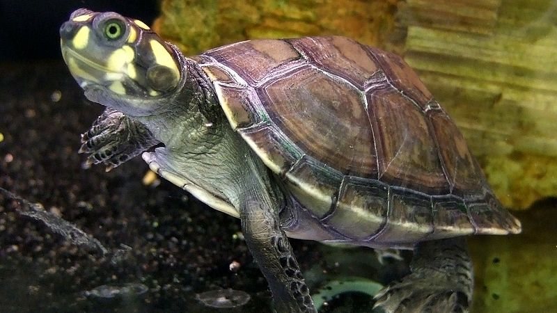 Cágado gigante em casa? Veterinário ensina a criar o tracajá pet