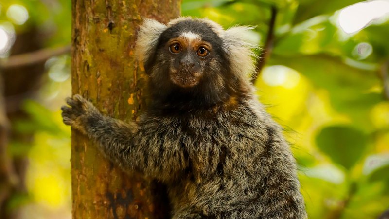 Veterinário alerta sobre o risco fatal de alimentar animais silvestres