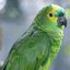 Confira quais espécies de papagaio são permitidas como pet no Brasil