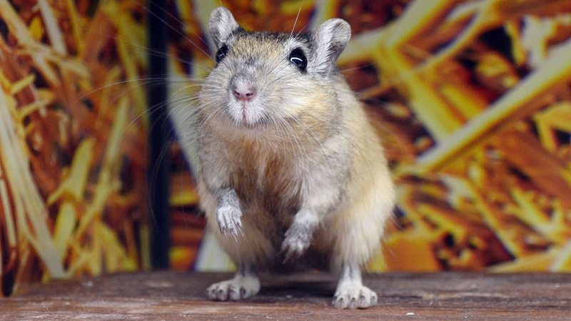 Confundido com hamster, gerbil exige cuidados curiosos; veja quais são