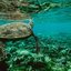Conheça o animal que cruza o oceano guiado por um 'GPS magnético'