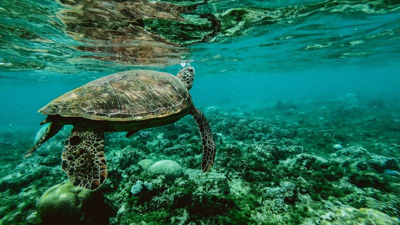 Conheça o animal que cruza o oceano guiado por um 'GPS magnético'