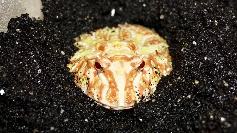 Conheça o sapo pac-man, anfíbio exótico que pode ser criado como pet