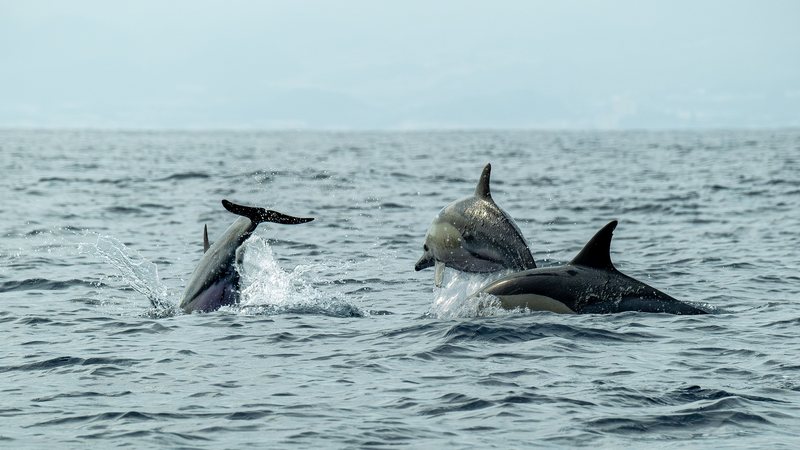 Dia do Golfinho destaca temporada de avistamentos no litoral de SP