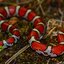 É perigosa? Especialista alerta sobre cobra pet idêntica à coral