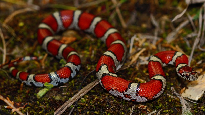 É perigosa? Especialista alerta sobre cobra pet idêntica à coral