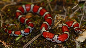 É perigosa? Especialista alerta sobre cobra pet idêntica à coral