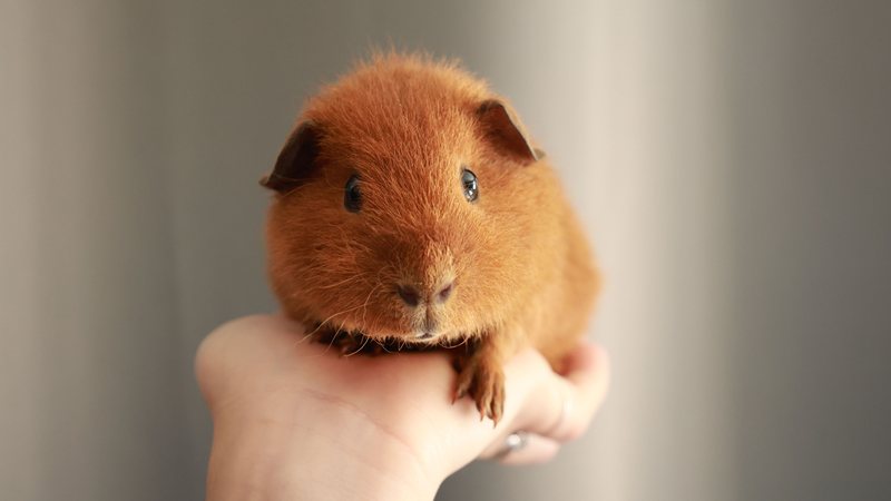 Erro na dieta faz porquinho-da-índia parar de andar; veja como evitar