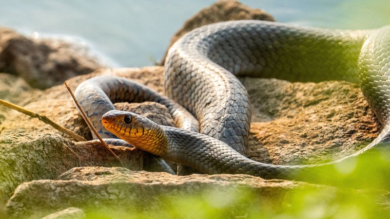 Estudo prova que a cobra escuta, mas não como os humanos
