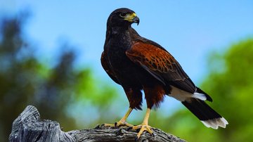 Gavião asa-de-telha pode 'trabalhar' em aeroportos e ser criado como animal doméstico