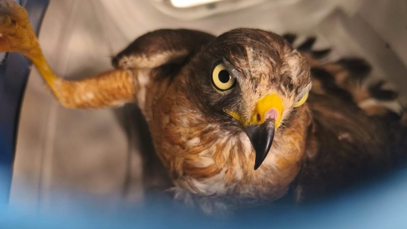 Gavião-carijó resgatado na rodovia dos Tamoios volta à natureza