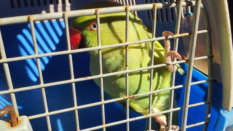 Ave ringneck dentro de gaiola, após resgate