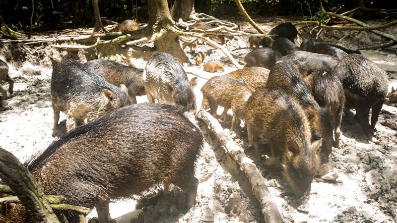 Grandes mamíferos aumentam fertilidade da Mata Atlântica