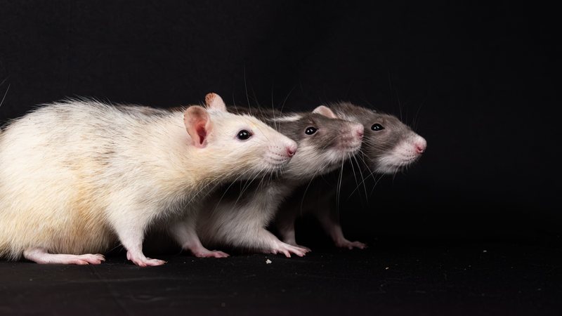 Inteligente e carinhoso: rato twister supera tabu e vira pet queridinho