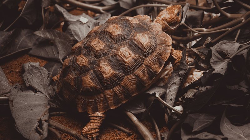 Jabuti debaixo da cama cura asma? Veterinário desvenda mito antigo
