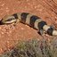 Lagarto de língua azul vira opção inusitada de pet para iniciantes