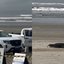 Leão-marinho aparece em praia do litoral de SP e mobiliza equipes