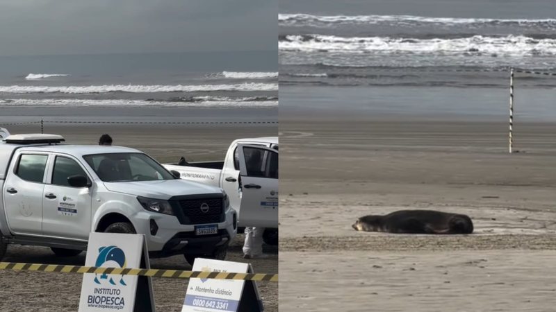 Leão-marinho aparece em praia do litoral de SP e mobiliza equipes