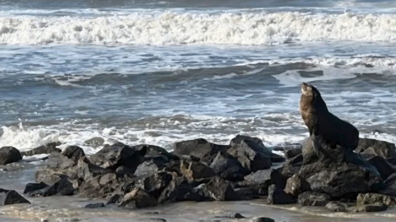 Lobo-marinho descansou por 11 horas em praia de Mongaguá antes de voltar ao mar