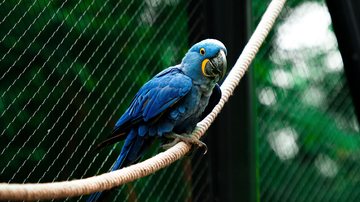 Qual a diferença entre animal, doméstico, silvestre e exótico? Veterinário explica