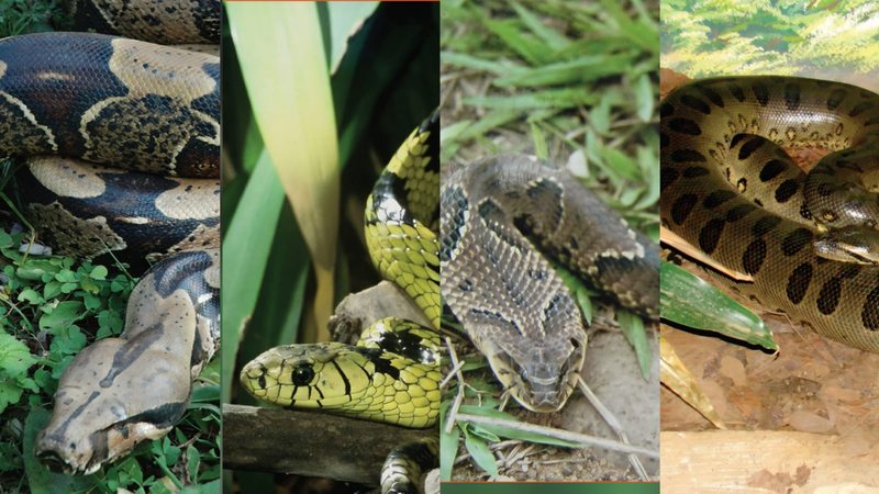 Nem toda cobra é perigosa; veja quatro espécies sem peçonha