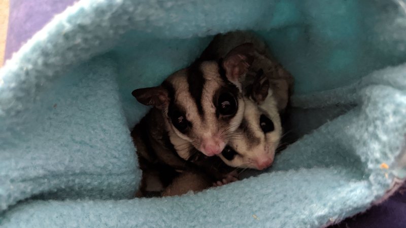 Novo pet no Brasil: conheça o marsupial que parece um esquilo voador