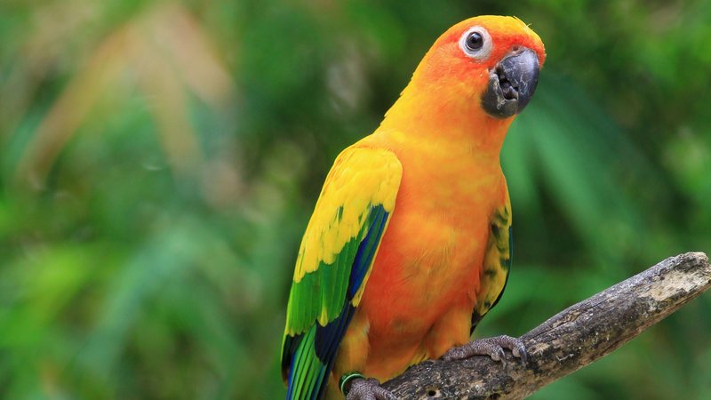 Por que a ararajuba é considerada a ave símbolo do Brasil?
