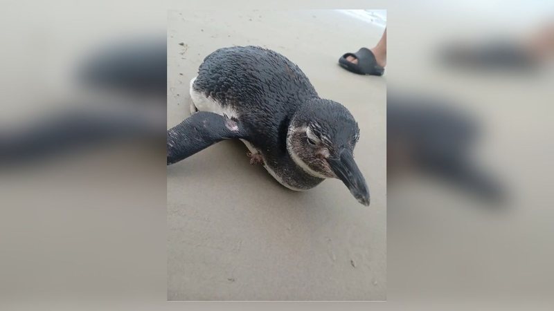 Pinguim é resgatado em praia de Bertioga; saiba por que eles aparecem no litoral
