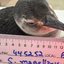 Pinguim resgatado no litoral de SP estava desidratado e com hipotermia