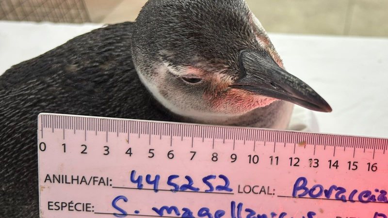 Pinguim resgatado no litoral de SP estava desidratado e com hipotermia