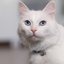 Por que gatos brancos de olhos azuis podem nascer surdos?