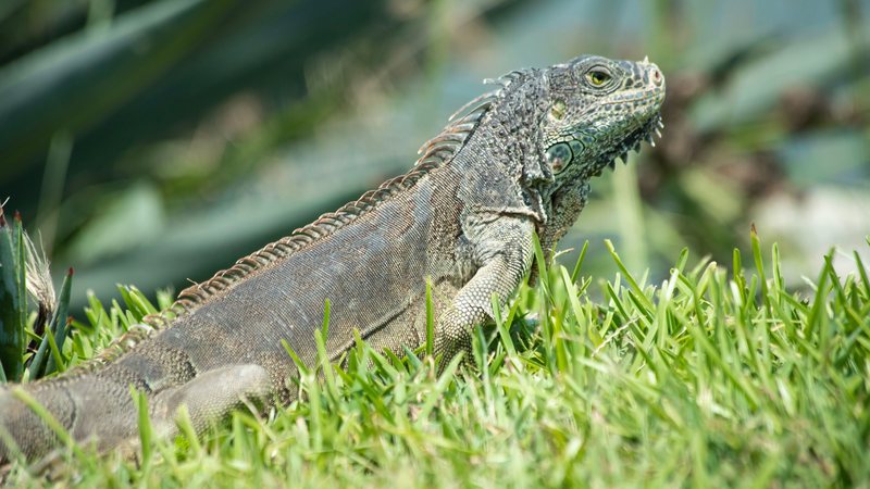 Por que lagartos soltam a cauda? Veterinário explica o fenômeno