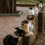 Por que os gatos têm tantas cores? Entenda a genética da pelagem